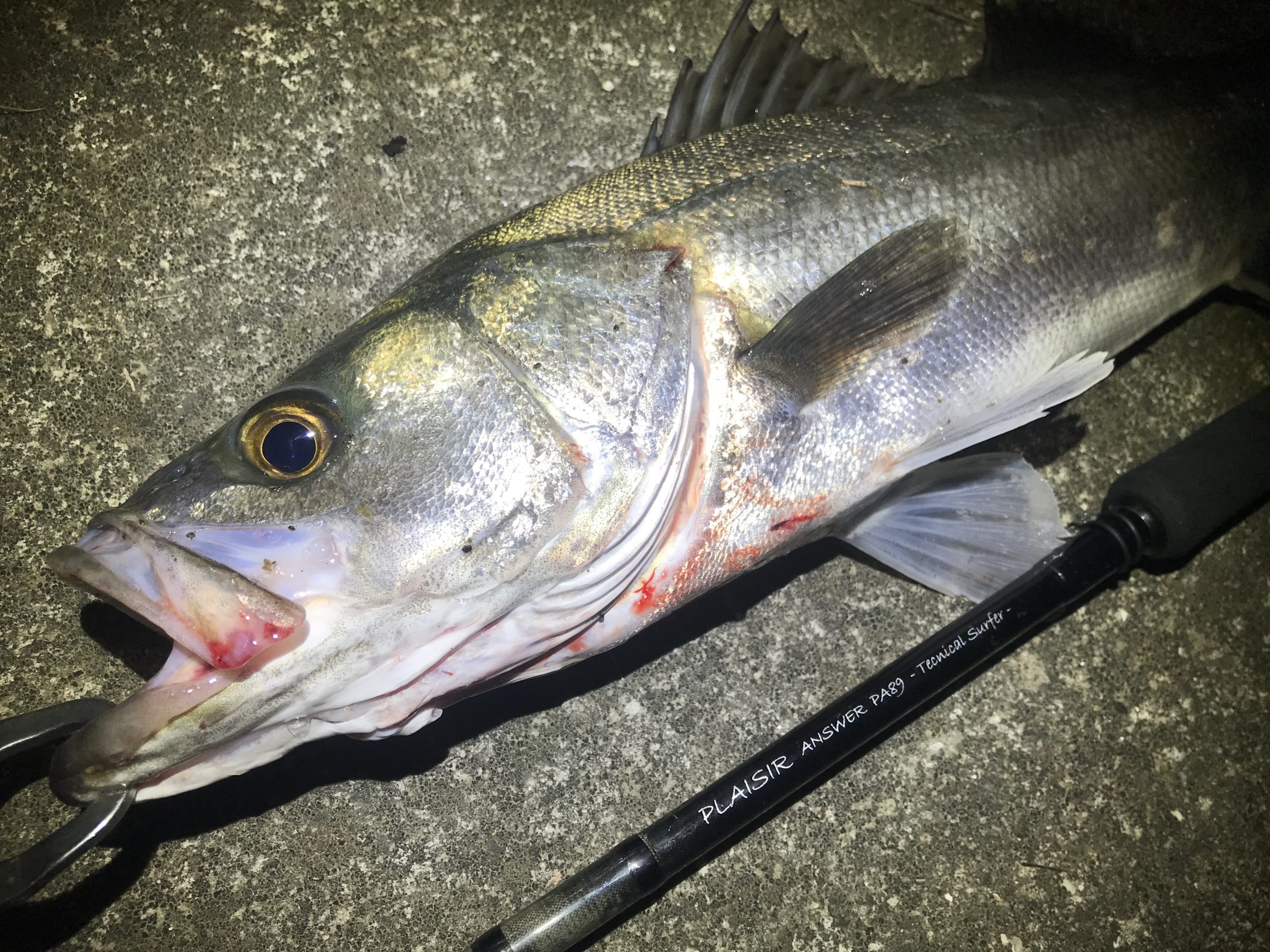 釣果間違いなし ドブ川シーバスを釣るためのポイントとは 僕のアウトドアな部分 Nature Tool