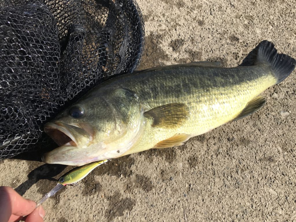 荒川 温排水でバス釣り