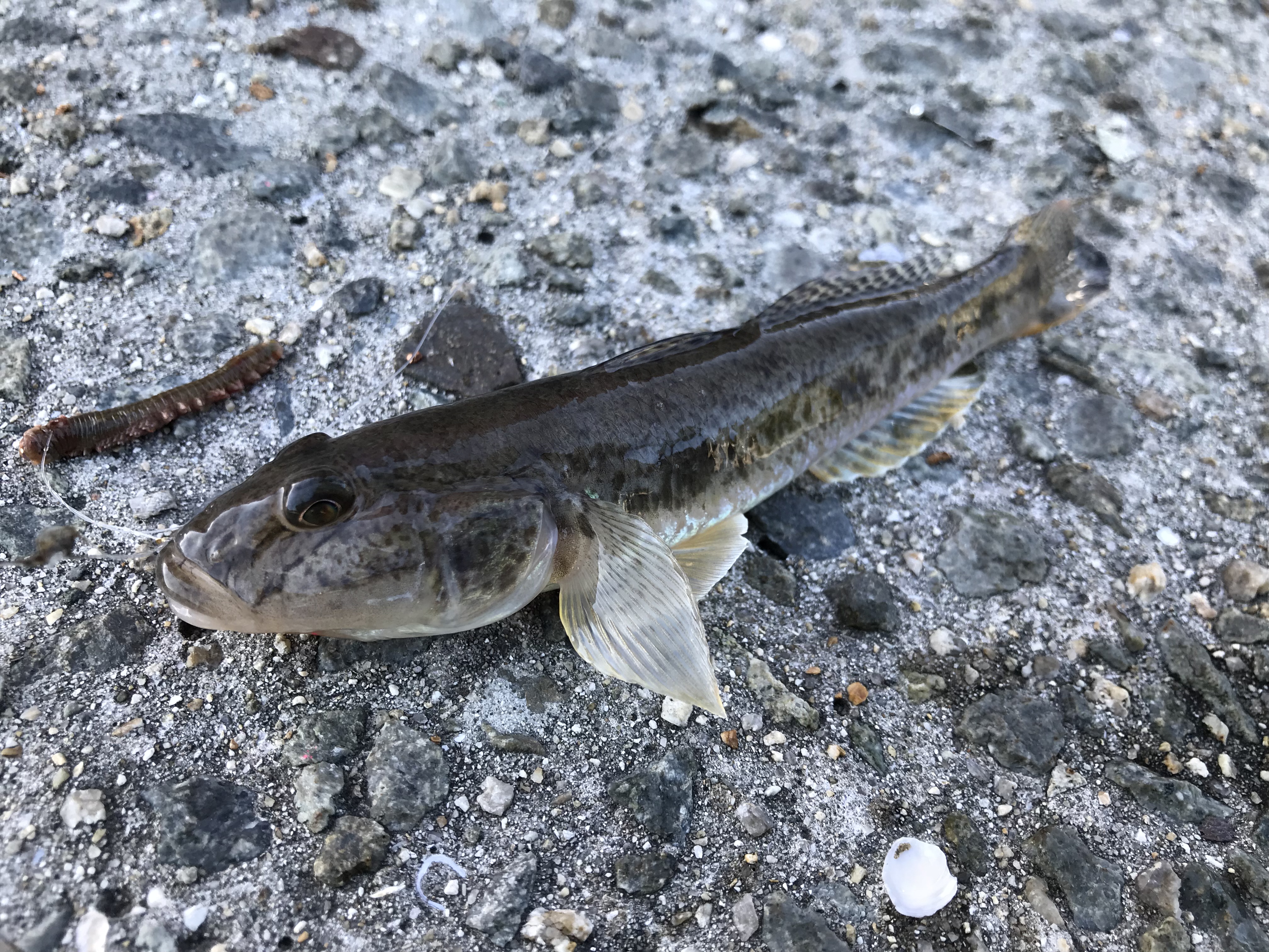 秋の姫路 釣り入門はハゼで決まり⁈