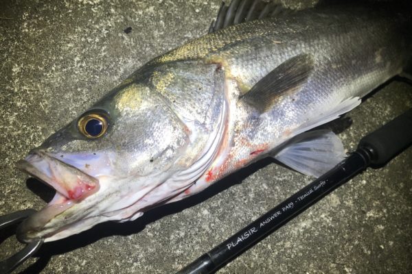 【簡単×美味=家族ウケ抜群】イイダコの釣り釣り方