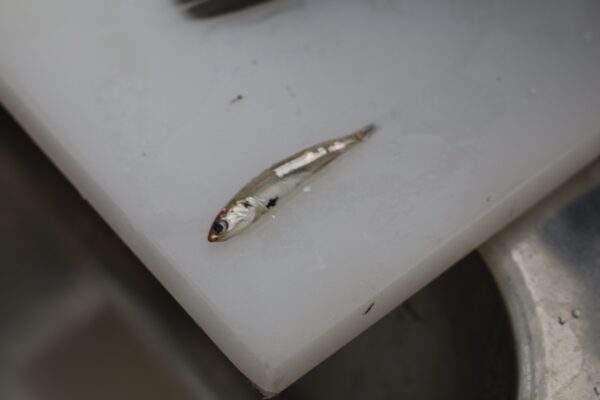 B4442289-8EDB-440F-AEFA-B75E150B8540